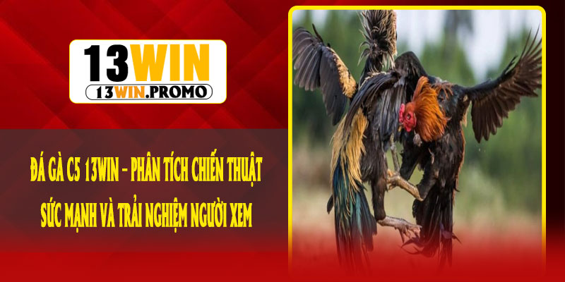 Đá Gà C5 13Win – Phân tích chiến thuật, sức mạnh và trải nghiệm người xem